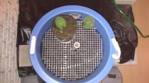 DIY Bio filter